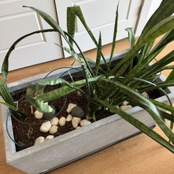 Snake Plant In Planter 