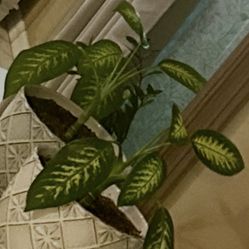 Live Dieffenbachia Tropic Snow Plant with Pot