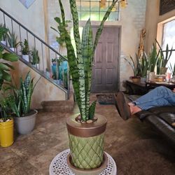 Sansevieria Snake Plant In Ceramic Pot With Matching  Plate
