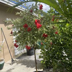 Beautiful Snow Hibiscus 15 Gallon Approx 7 Feet Tall