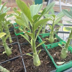 resa de el decierto de camilla