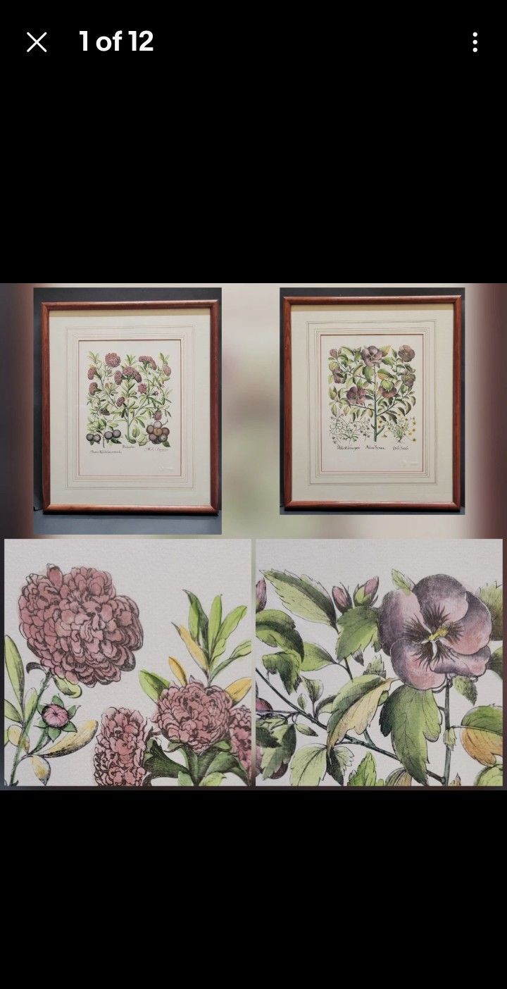 2 BASILIUS BESLER BOTANICAL ENGRAVINGS - Balaustia, Vecchio Alcea - FRAMED 17x21