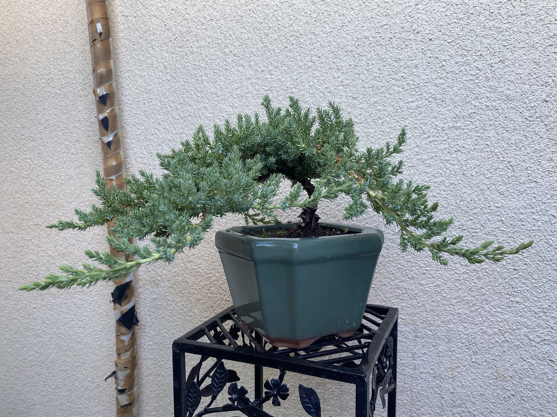 Bonsai Japanese Garden Junipers $60 Each