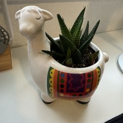 Succulent In Llama Planter 