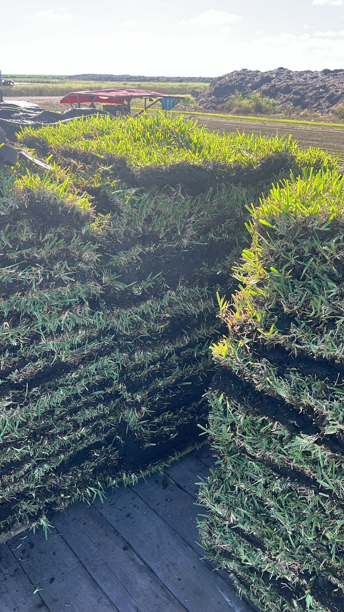 St Augustine Sod - Pallet