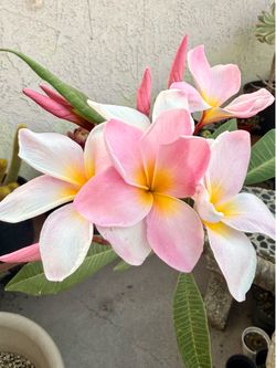 Big Beautiful Pink and White Plumeria from Hawaii