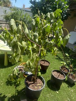 GREEN PLANTS- ORGANIC