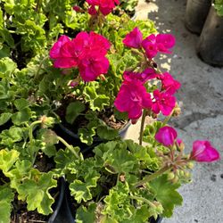 Geraniums
