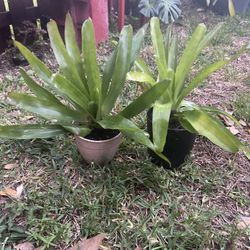 Bromeliads (Plants)