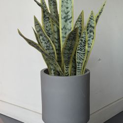 Fake Spider Plant & Planter