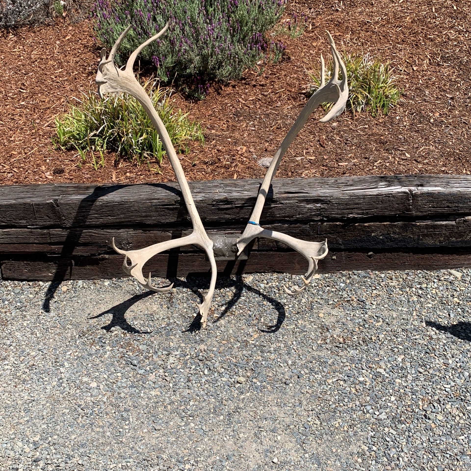 Carabou Antlers