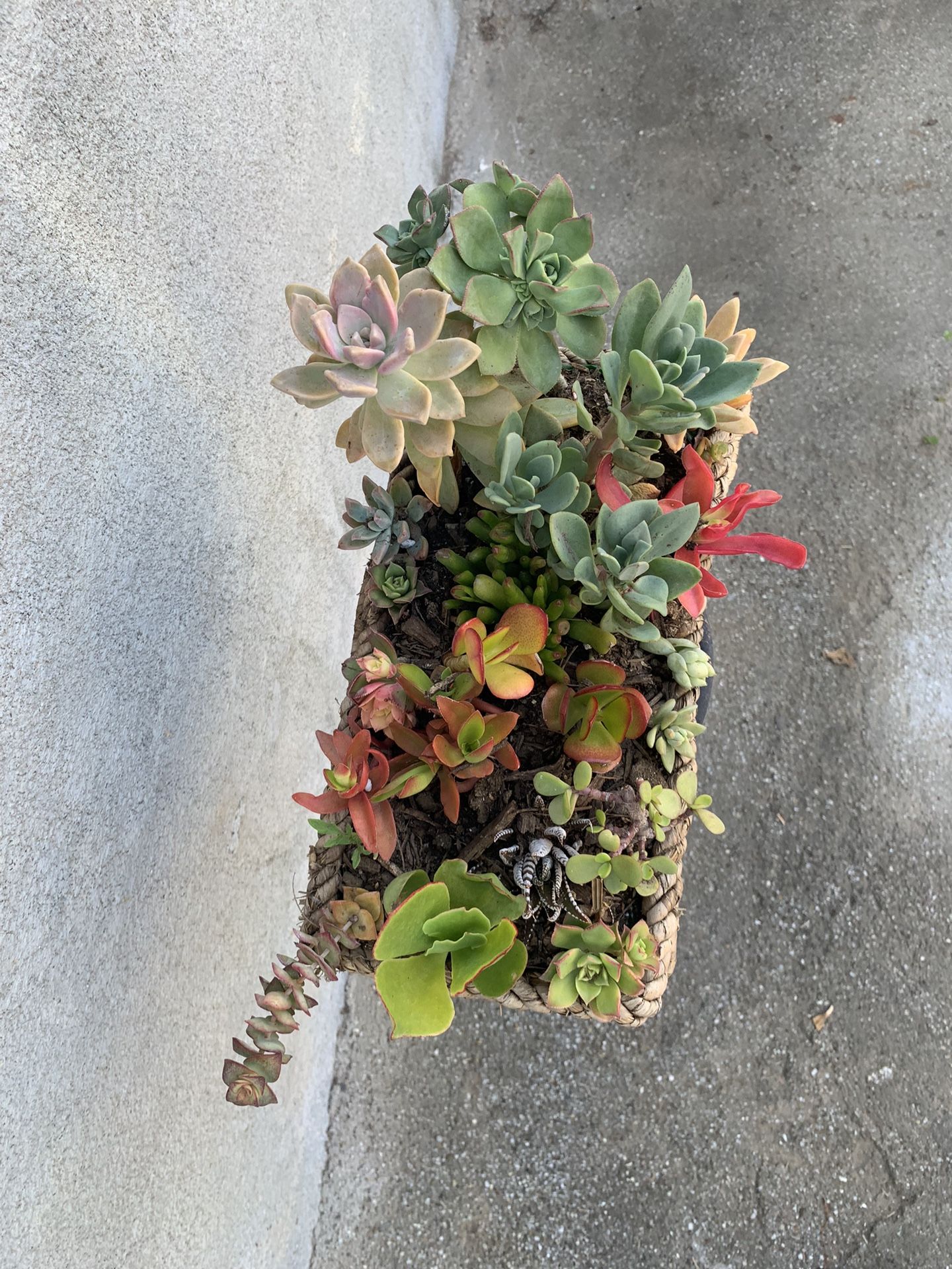 Succulent Mix Plant