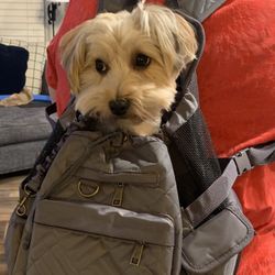 Puppy Backpack 