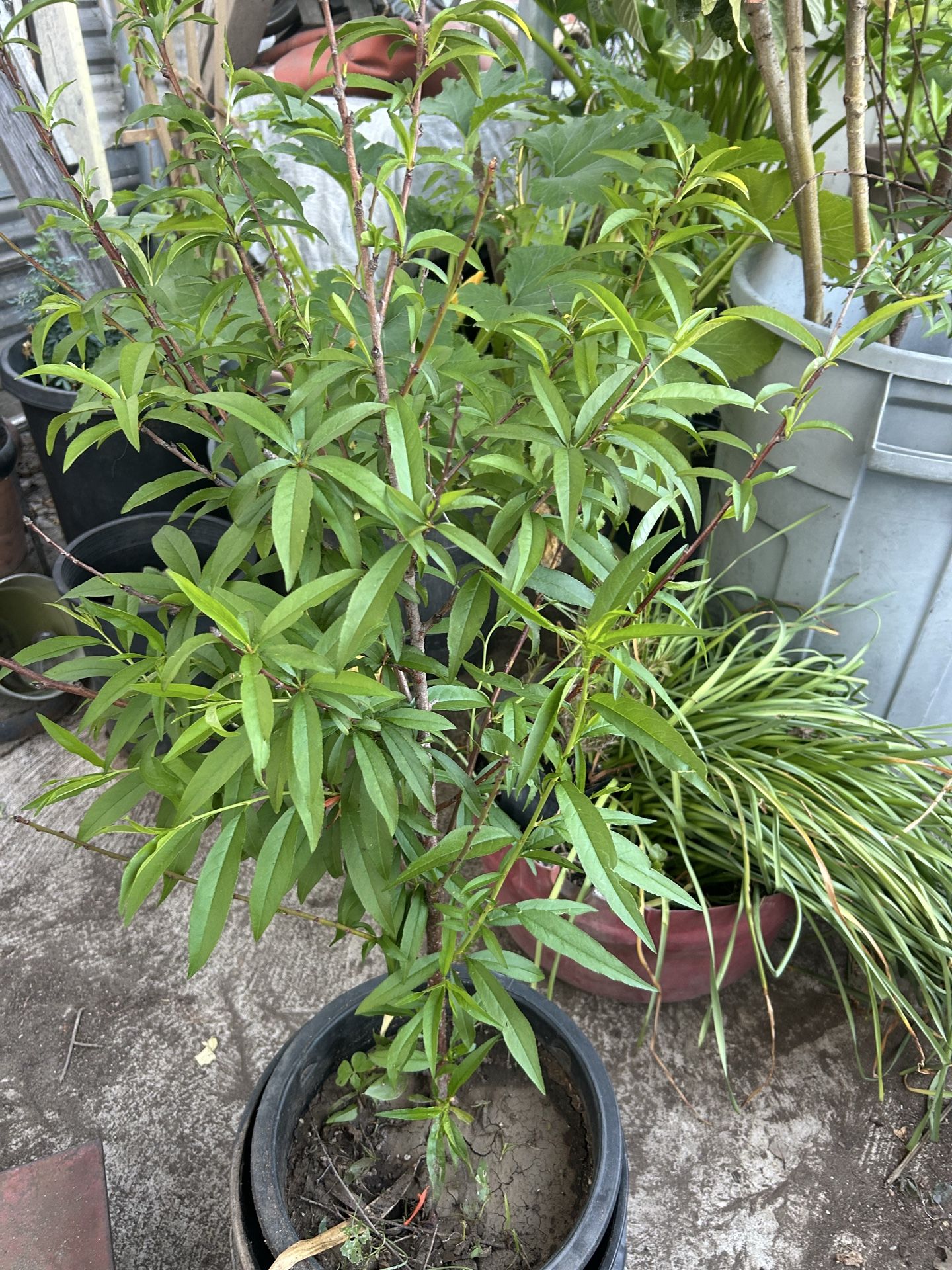 Árbol de Durazno / peach tree