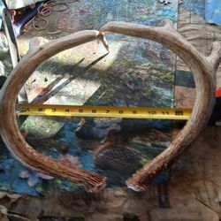 Buck Shed 