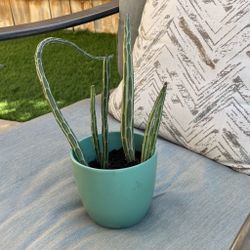 Pickles Cactus 🌵 With The Ceramic Pot 🪴 