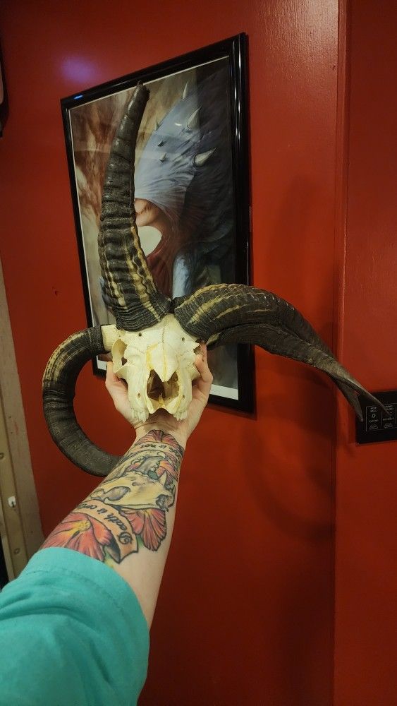 4 Horned Jacob's Skull