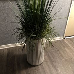 Decoration Plant 