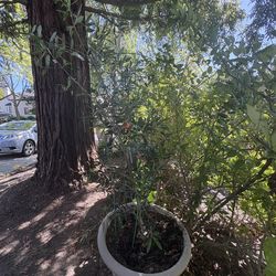 30-gallon potted olive tree (Olea europaea)