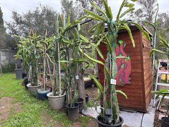Mature Large Fruiting dragon Fruit