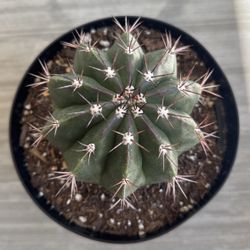 Melocactus Curvispinus 8 Inch Pot 
