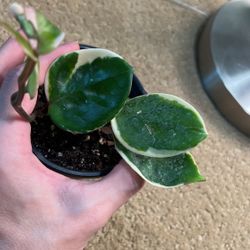 Hoya Chelsea Variegated (leaf cutting)