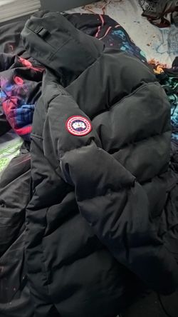 Canada goose