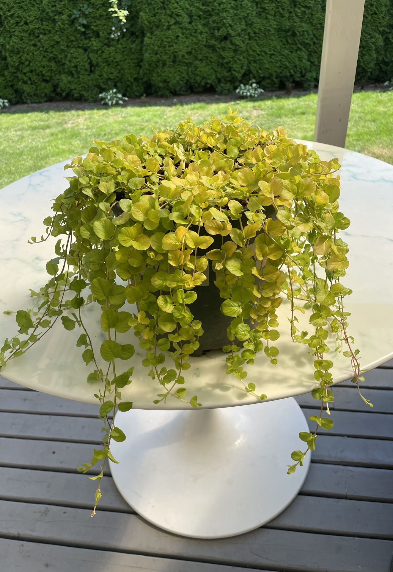 Golden Creeping Jenny ‘Aurea’ Lysimachia Nummularia (Outdoor & Indoor Live Plant)