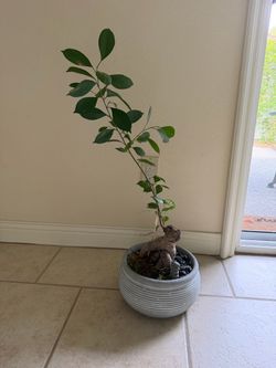 Mature Ginseng Ficus Bonsai in Decorative Ceramic Pot