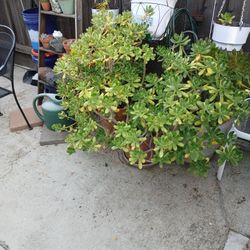 Succulents! All Prices Also NEGOTIABLE no Resonable Offer Refused! Must Go!