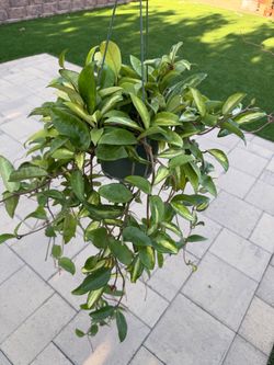 Hoya Krimson princes