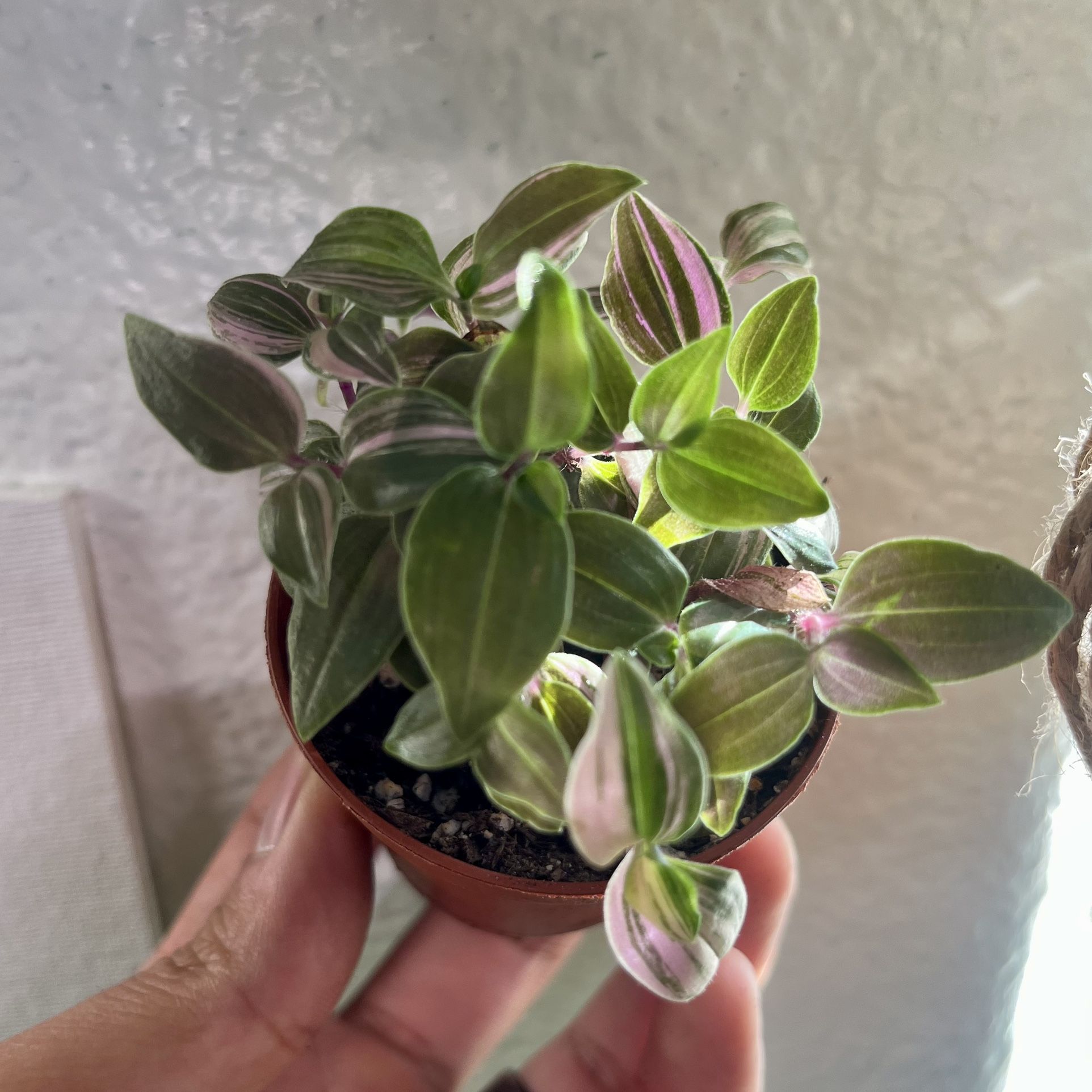 Tradescantia Tricolor