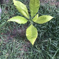 Avocado Plant 