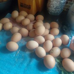 E G G S For Sale Organic 