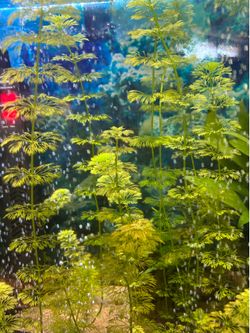 Aquarium Lilies & Dwarf Ambulia