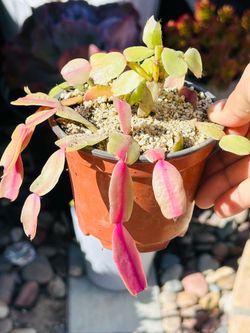 Christmas succulent