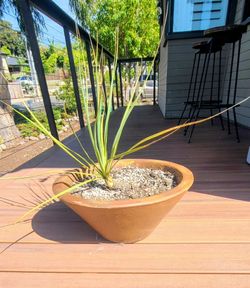 Red Hummingbird Yucca