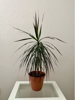Indoor Dracaena Plant