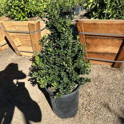 Green Beauty Boxwood 