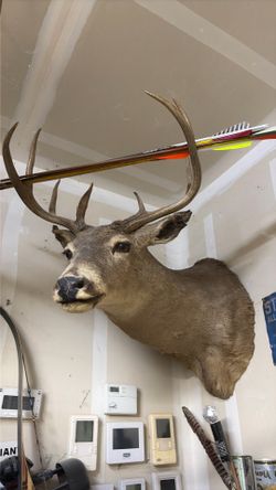 Whitetail shoulder mount