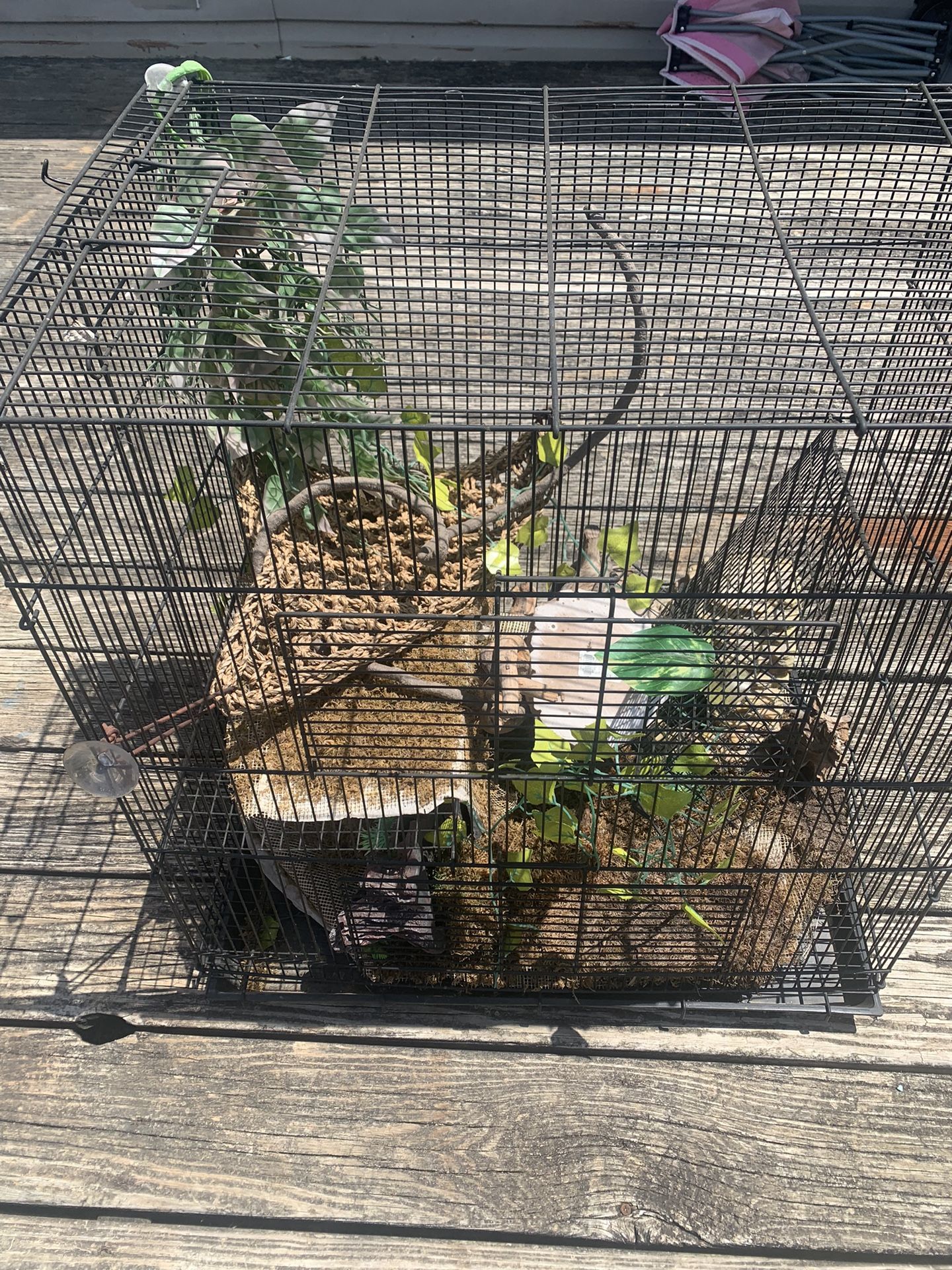 Chameleon Cage