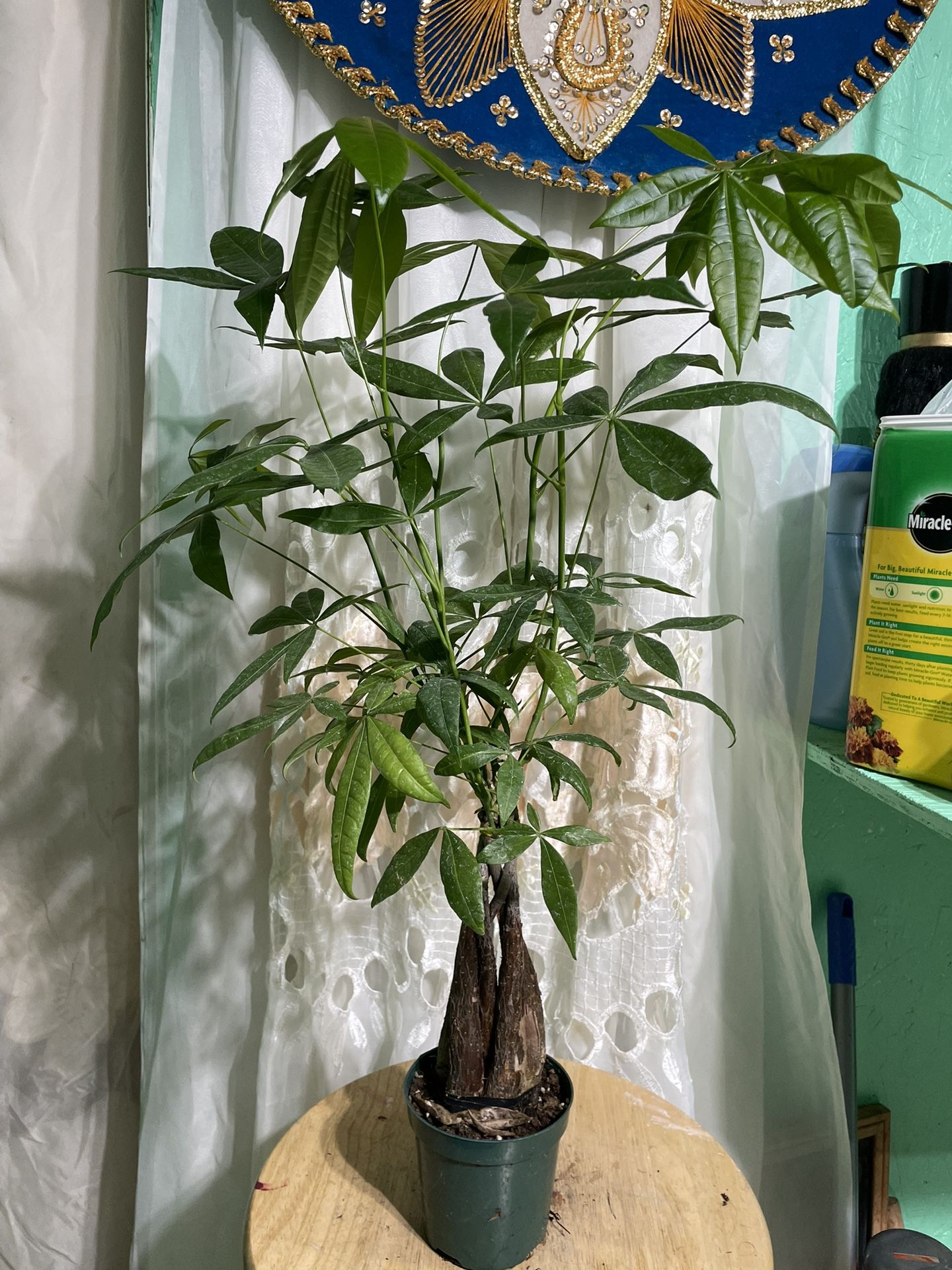 Money Tree 4”$10.00