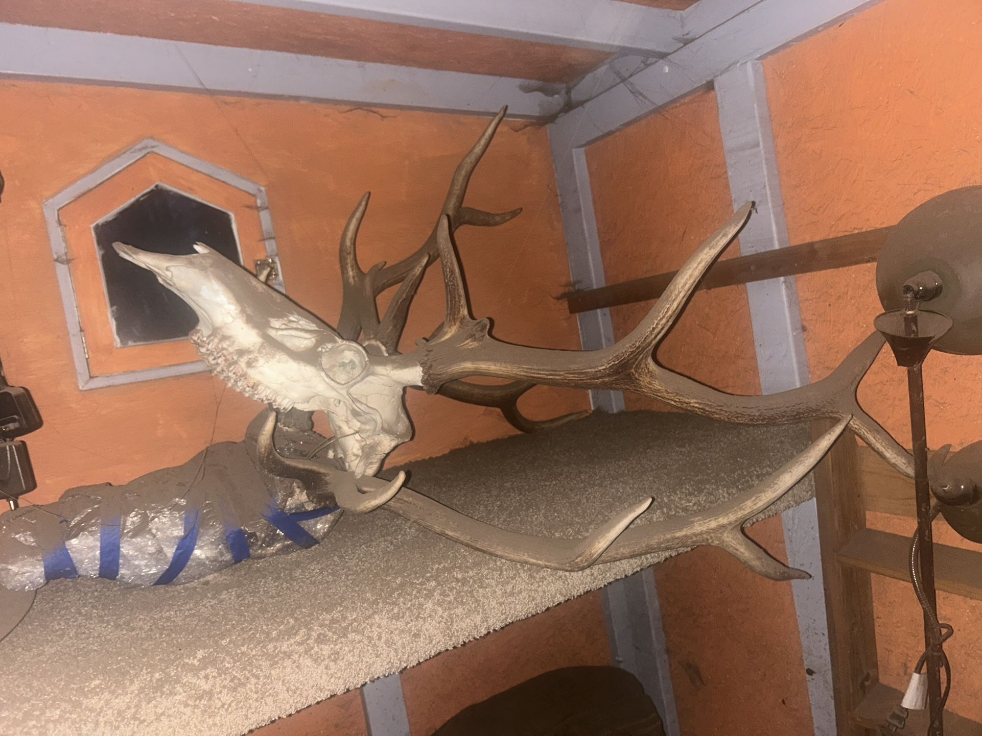 Elk Antlers