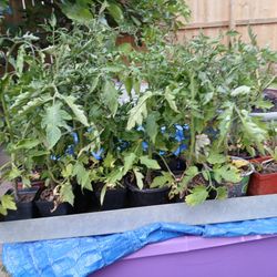 Big Boy Tomatoe Plants
