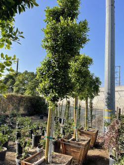 Ficus Nitida - Indian Laurel