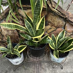 SNAKE PLANT SANSEVERIA SUBURPIA IN A PLASTIC POT 