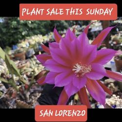 PLANT SALE TODAY IN SAN LORENZO SUNDAY. 12:30 TO 3PM ADDRESS BELOW