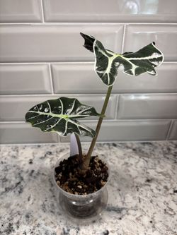 Alocasia Amazonica - 4" Pot - $10
