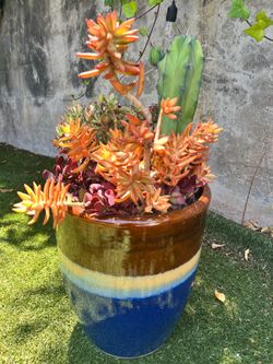 Large Desert Sunset Succulent Arrangement in Blue Glazed Planter