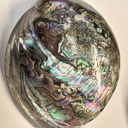 Vintage Abalone Shell Paua Very Rare and Unique POLISHED ON BOTH SIDES 6.5” x 5”